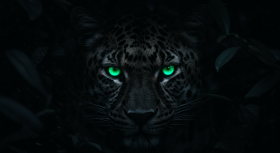 Leopard in the Dark
